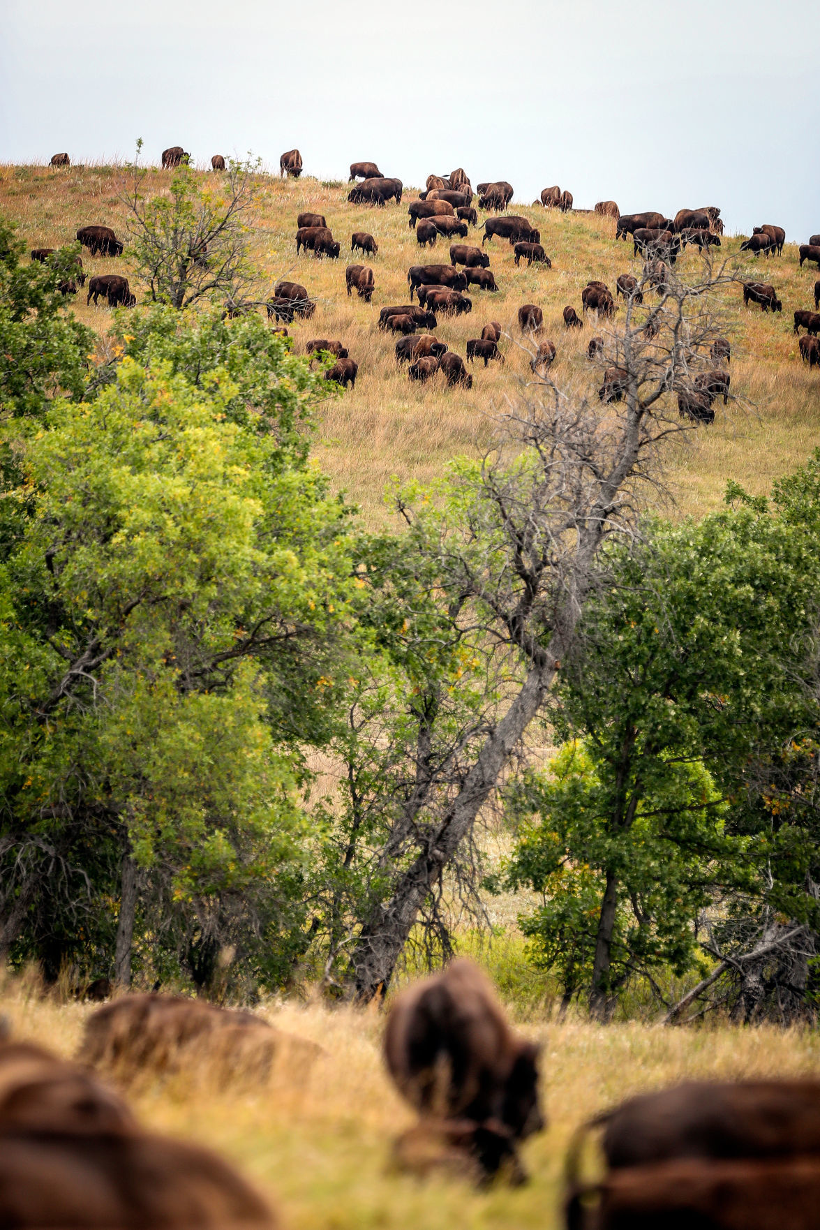 Custer State Park Prepares For Roundup